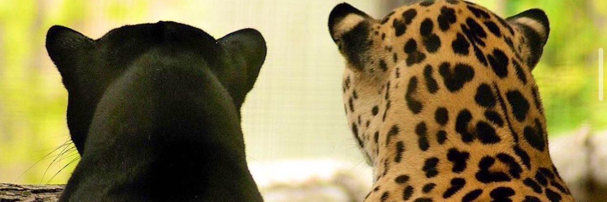 _LyriX5's profile banner image