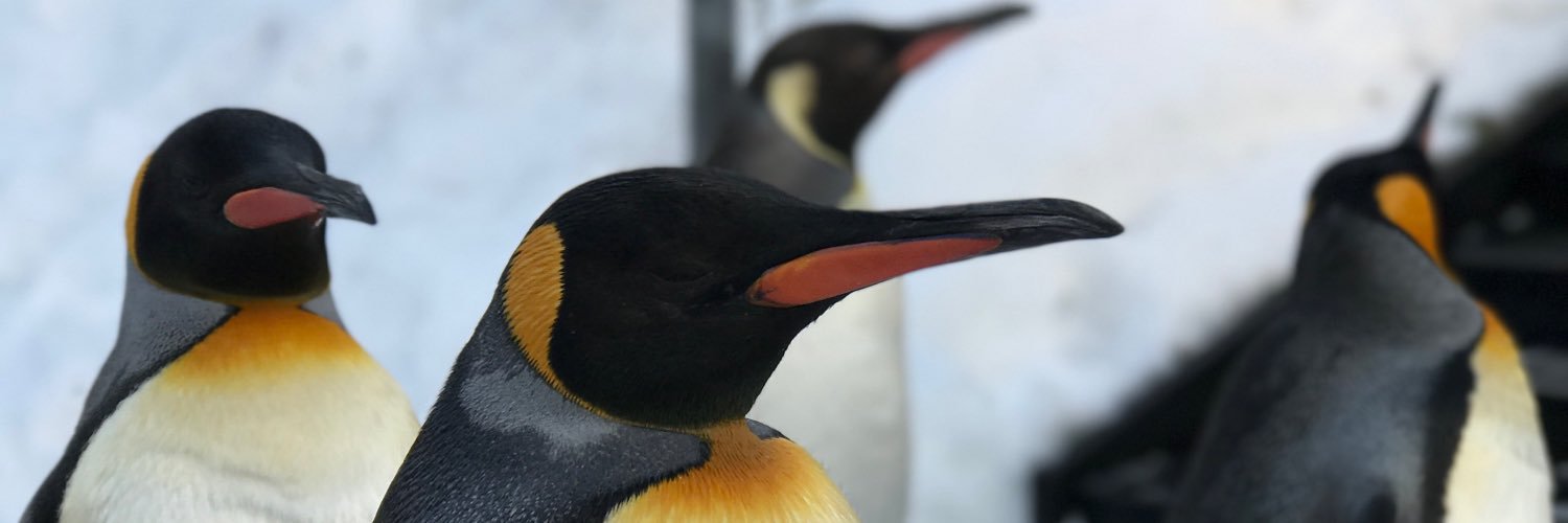 pengdo's profile banner image