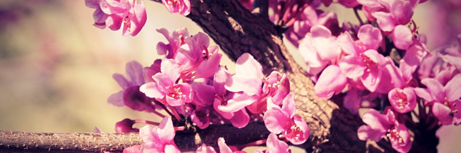 Mirnation's profile banner image