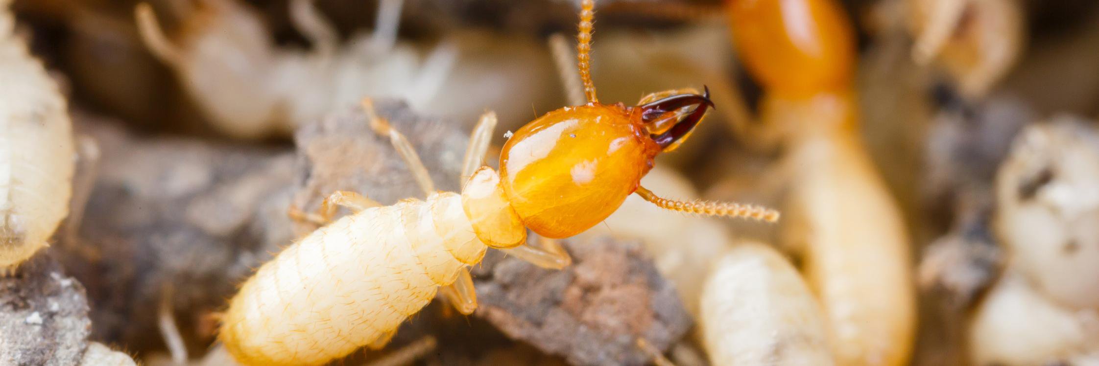 Buzz Kill Pest Control (@BuzzKillPest) / Posts / X