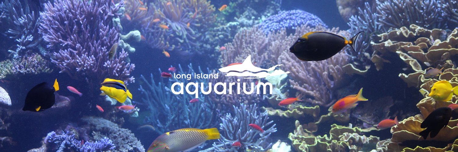 LIaquarium's profile banner image