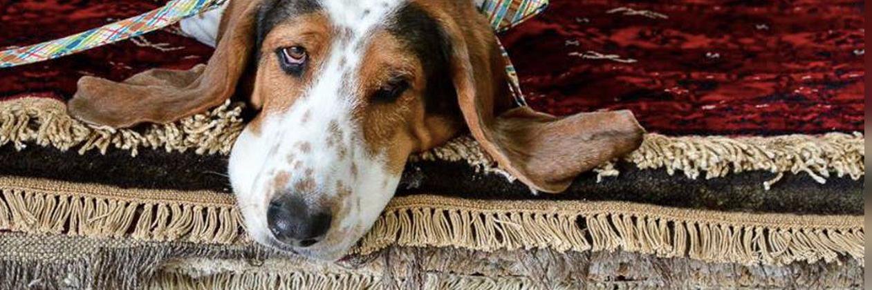 AmericanRug's profile banner image