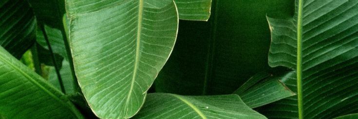 FelipeCondelli's profile banner image