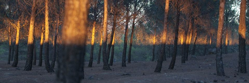 edercapoia's profile banner image