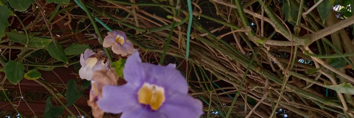 elderfuture's profile banner image