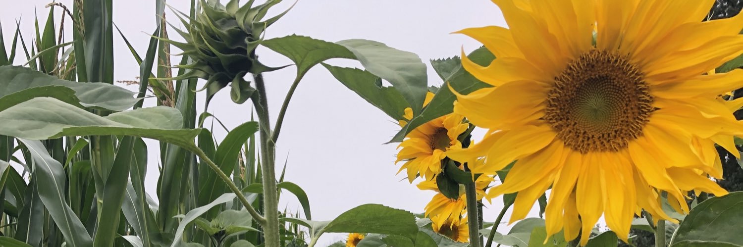 JanLangmaak's profile banner image