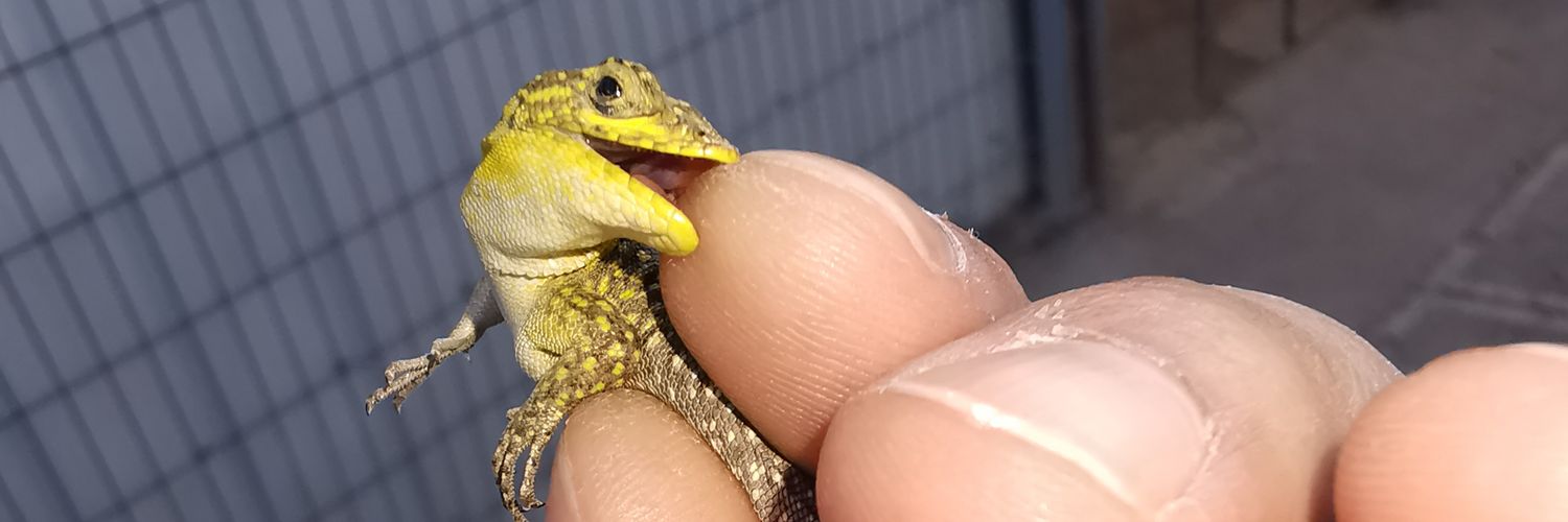 Hector Mardones banner