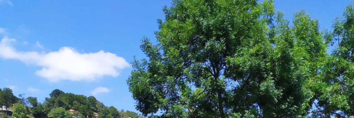 ZalY's profile banner image