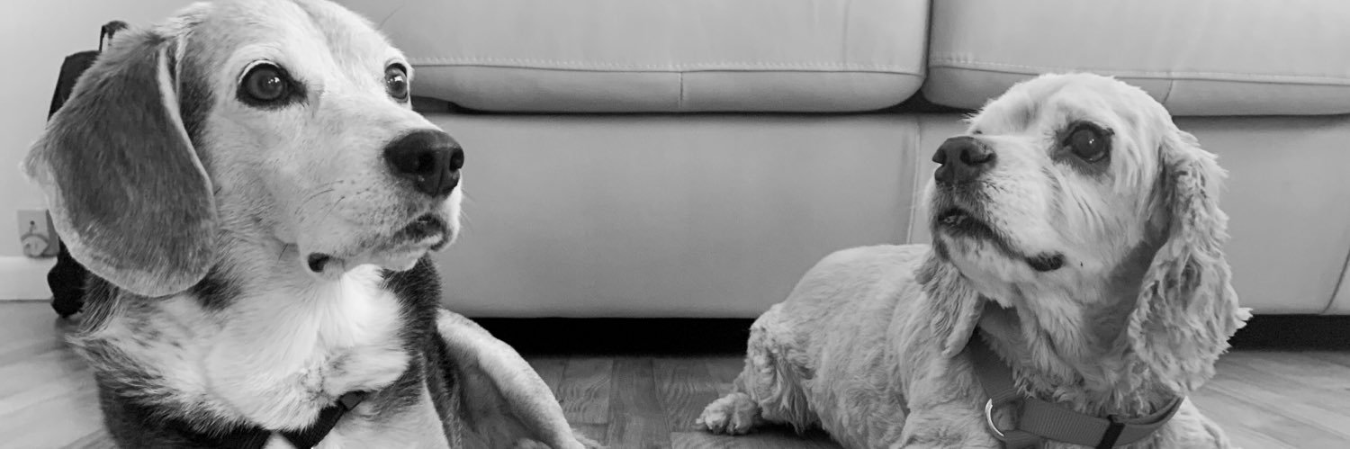 MHBeagle's profile banner image