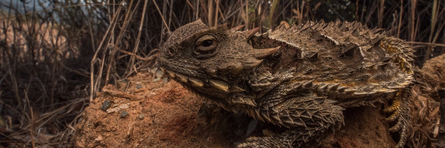 Anton Sorokin banner