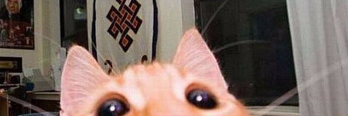 Bruno banner