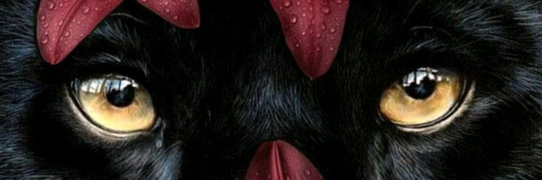 MadyChaves's profile banner image
