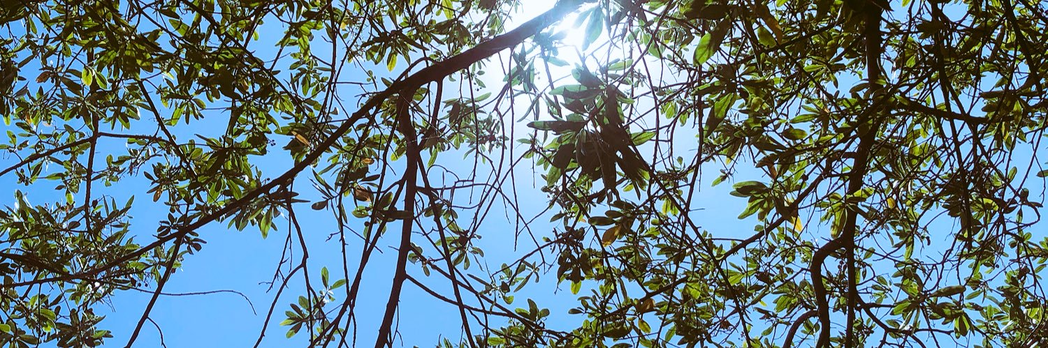 authenticali's profile banner image