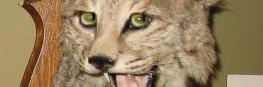 Non-participating placeholder banner