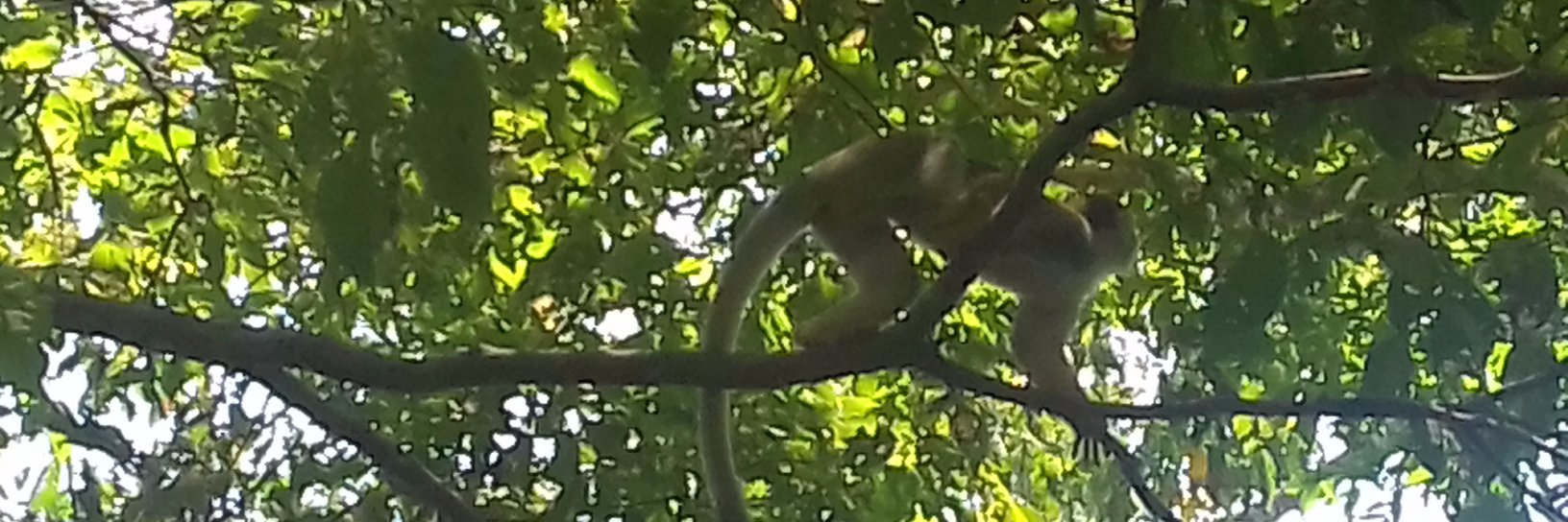 Ariovan's profile banner image