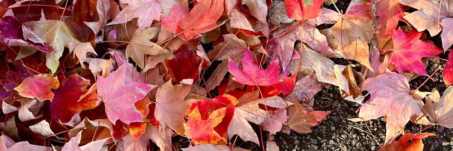 Henry Sashimi banner