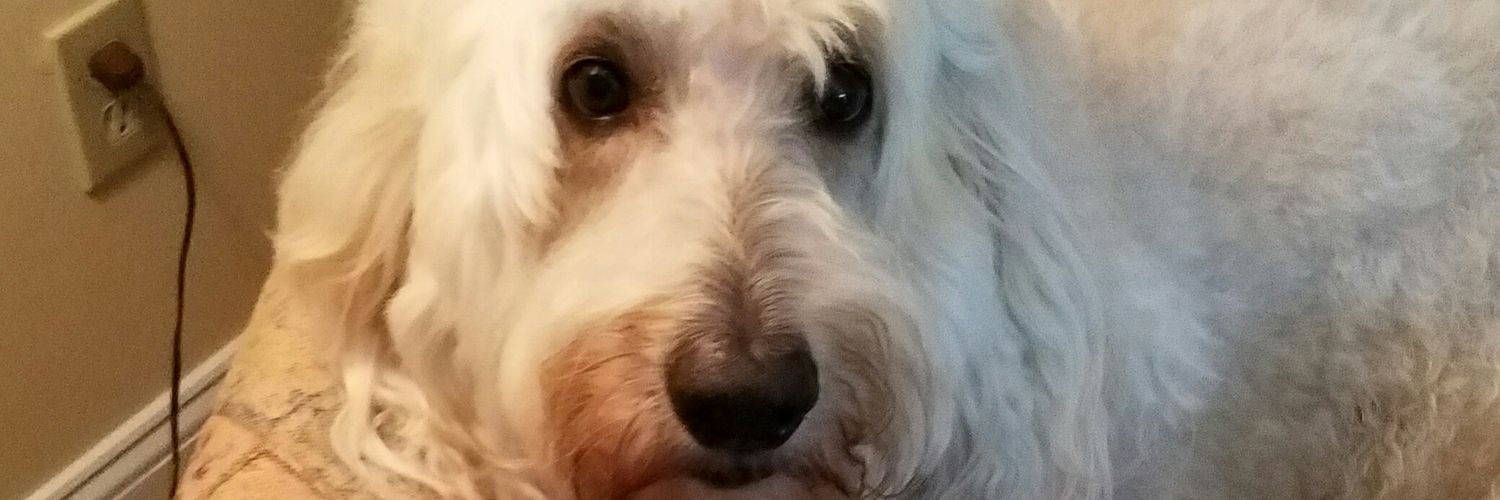 Bernie's Profile banner