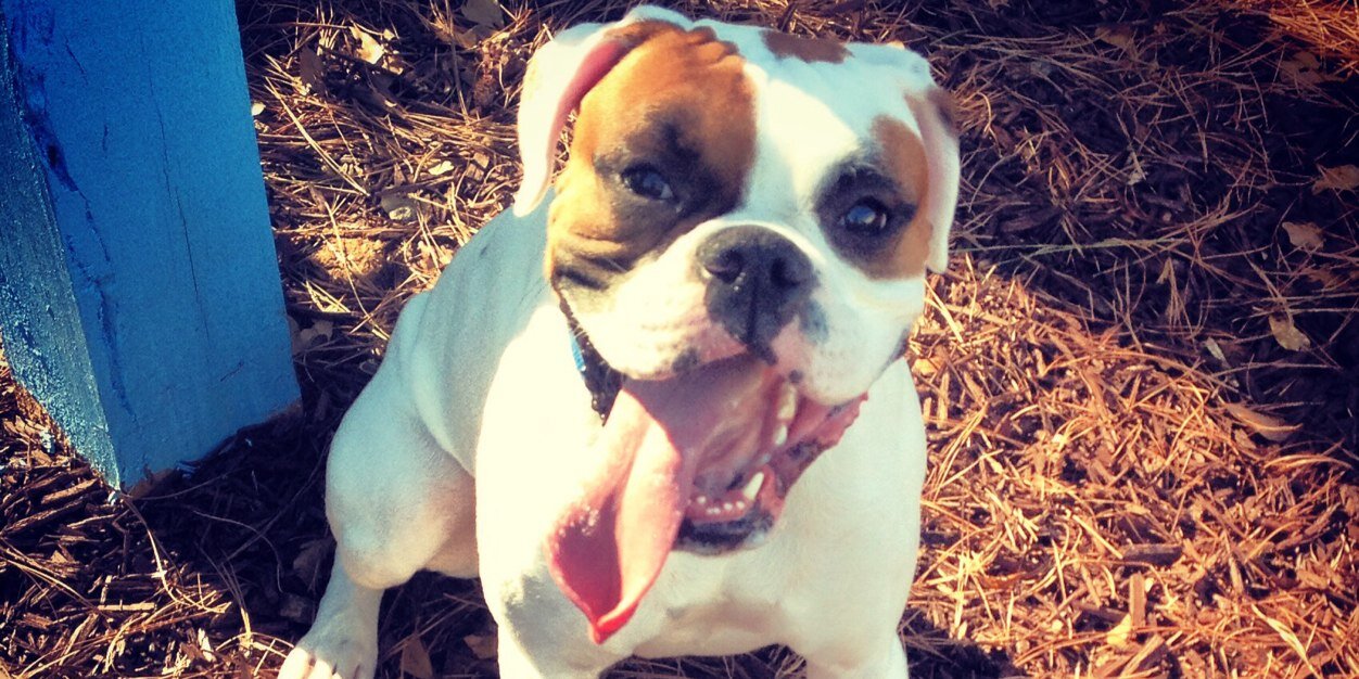 тαуℓσя banner