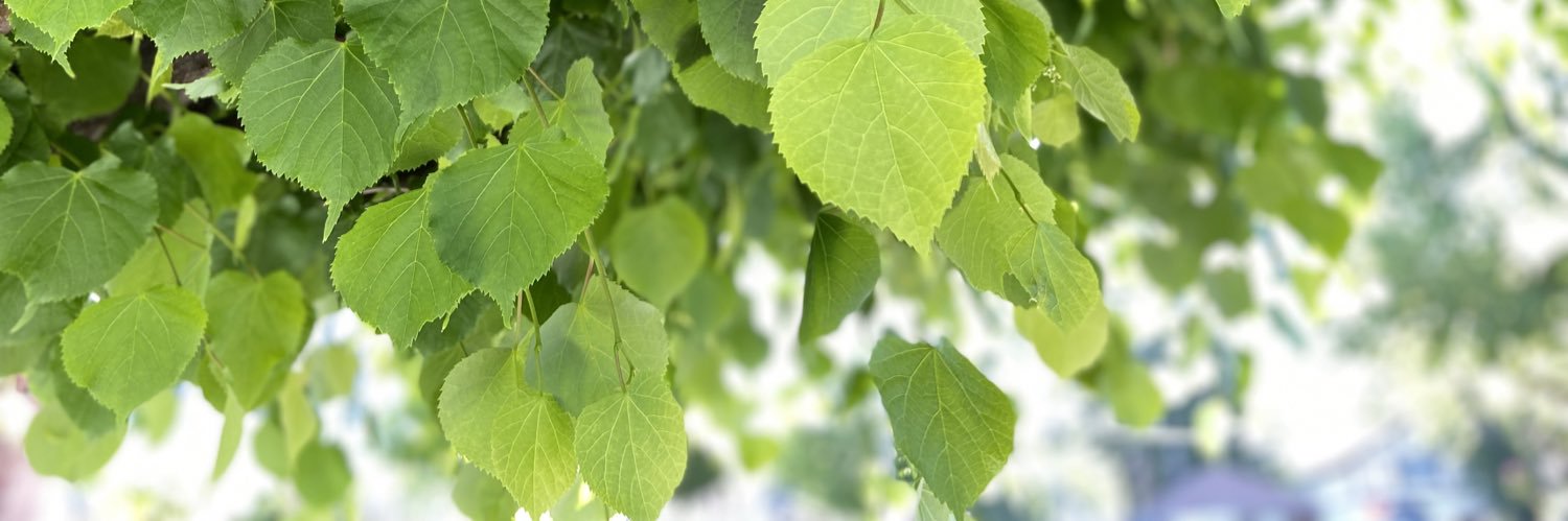 greenlivetrees's profile banner image