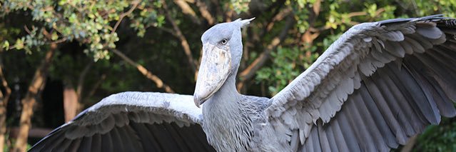 AlReonis's profile banner image
