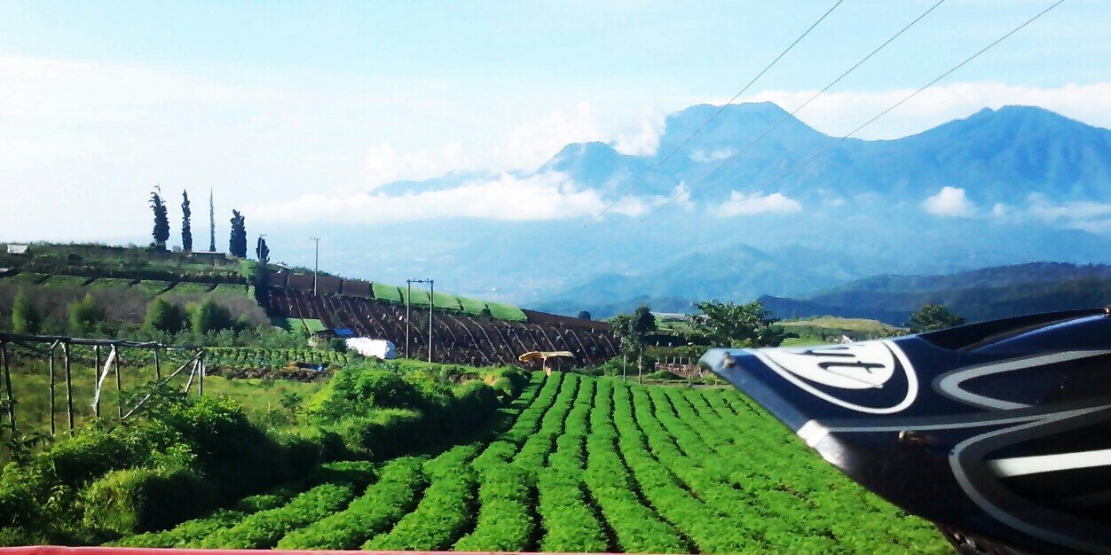 Wigas BlackPearl banner