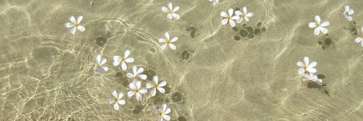 windyys's profile banner image