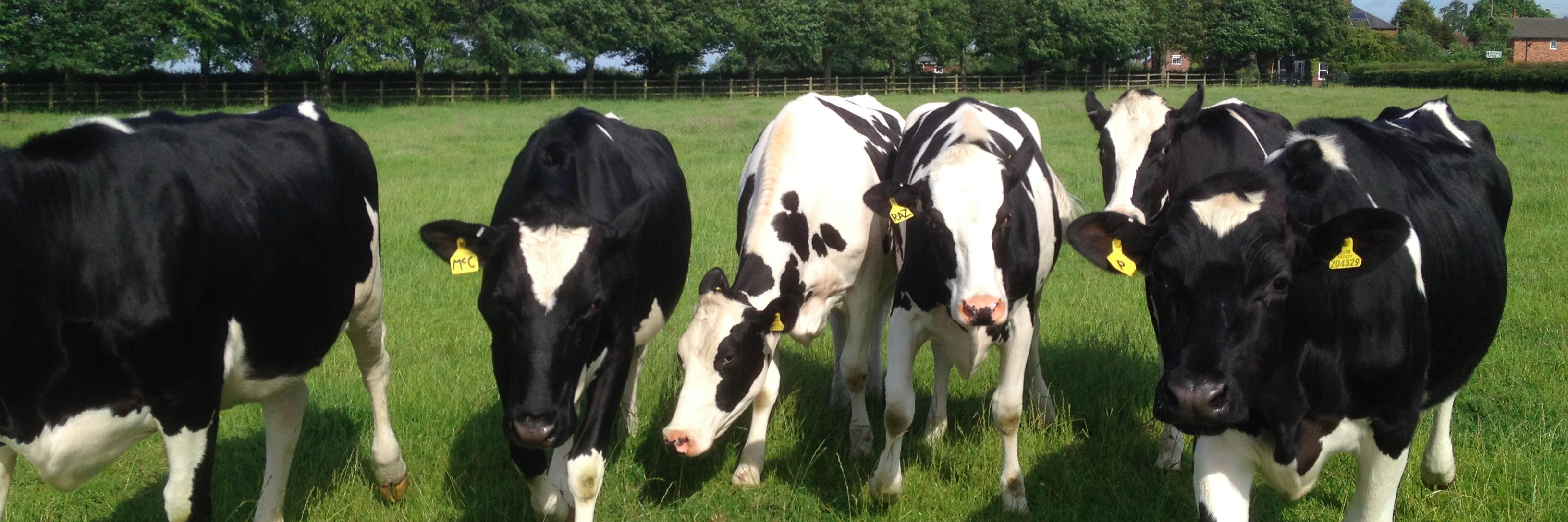 Embryonics CPD banner