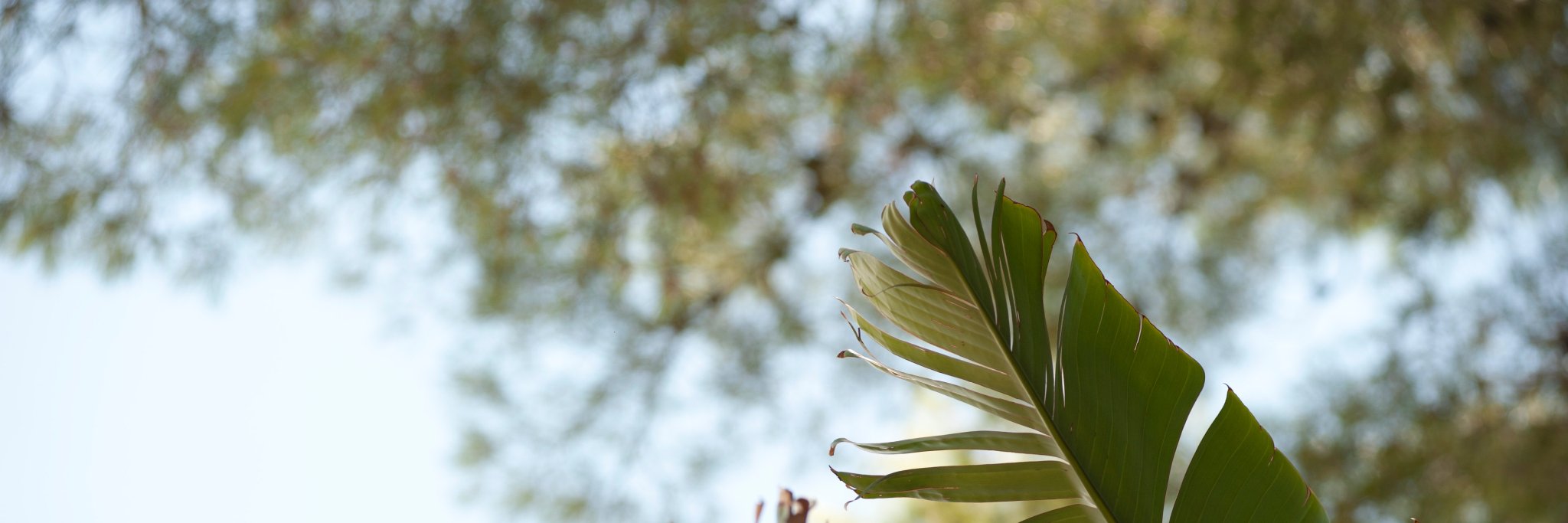 cgalletti's profile banner image