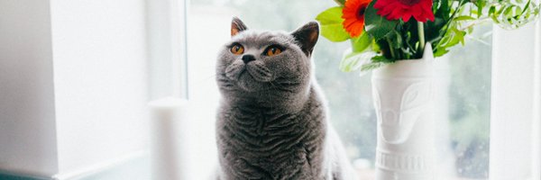 zooplusDE Profile Banner