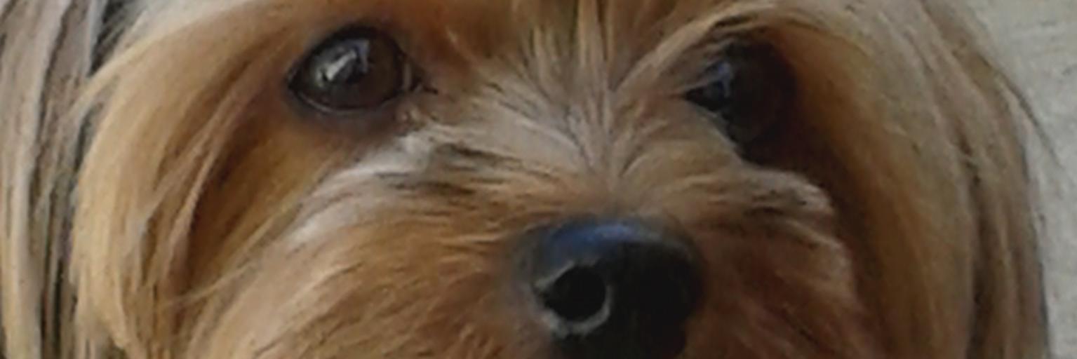 inkajane's profile banner image
