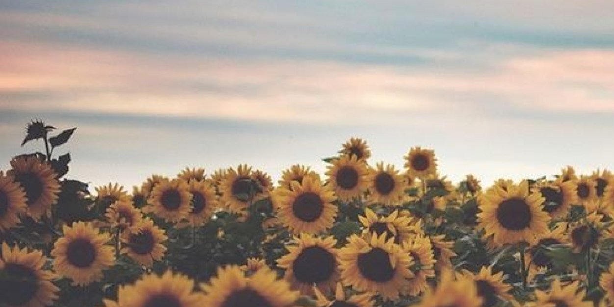 radentisara's profile banner image