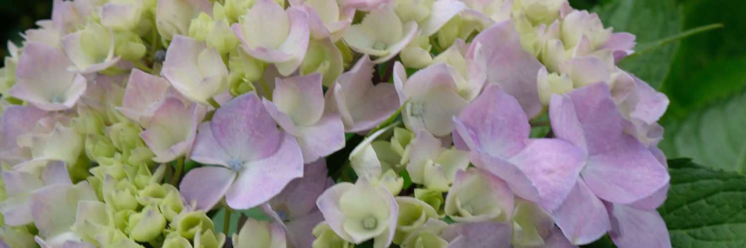 はちみつ banner