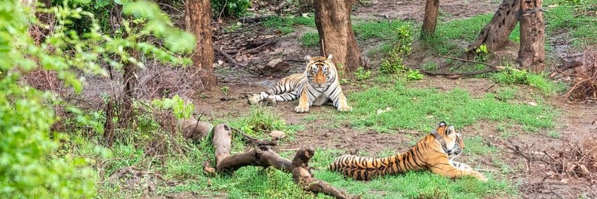 Anshulkulsh's profile banner image