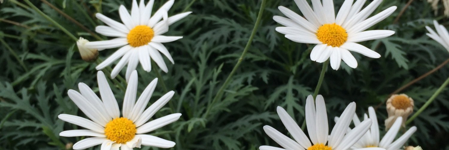 pipichang's profile banner image