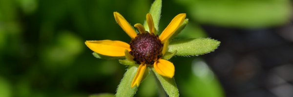 NEarboretum Profile Banner
