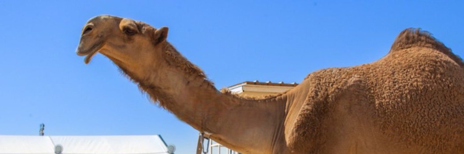 ‏ نِزَار بس مش قباني banner