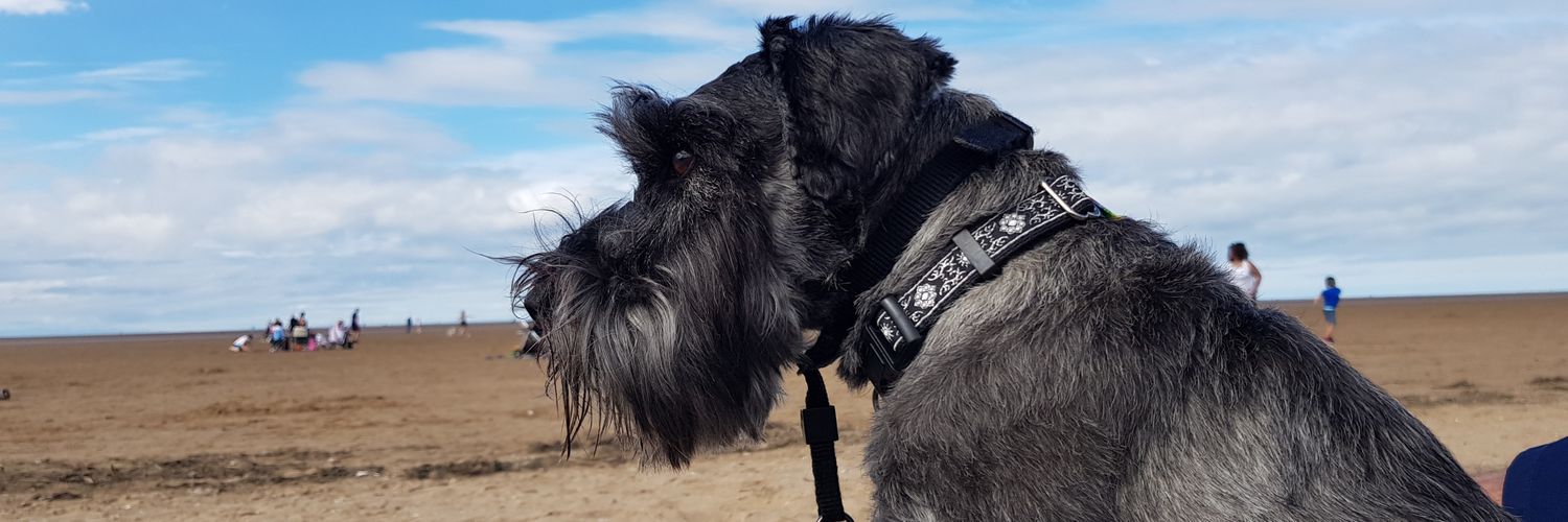 kaytanz44's profile banner image