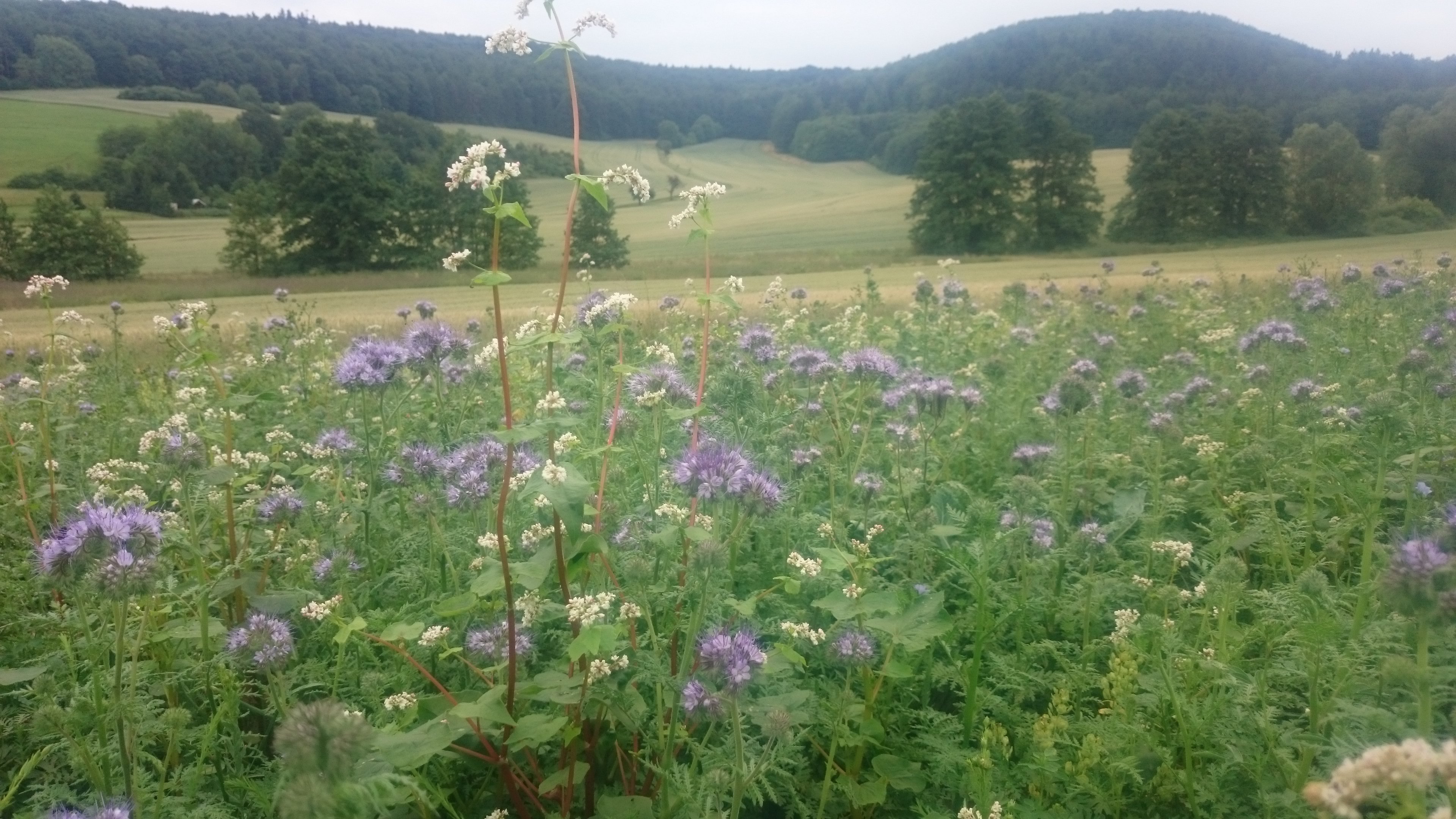 Tim Seyfferth banner