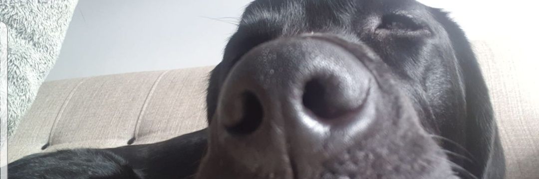EvertonMint's profile banner image