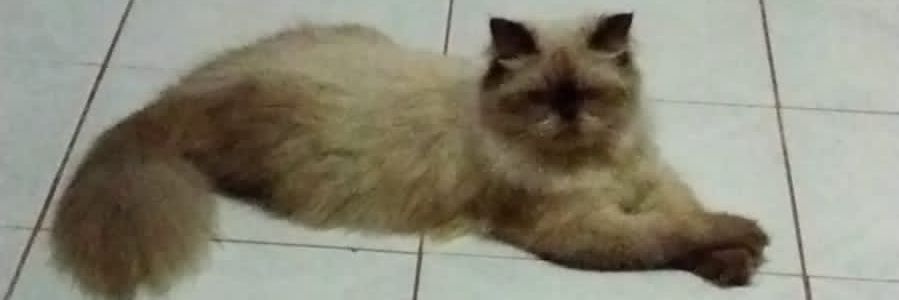 rikyhy's profile banner image