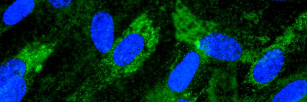 JeroenBremer Profile Banner