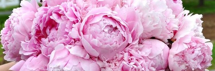 mayrag_pink's profile banner image
