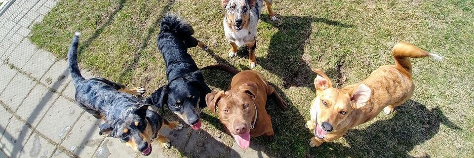 MackenziesDogs's profile banner image
