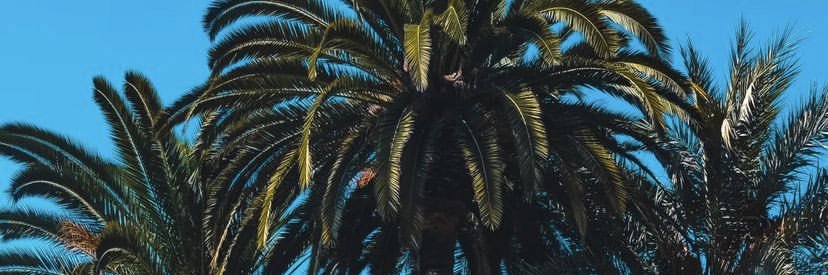 MalusBeat's profile banner image