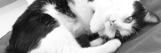 JecaSilvaSantos's profile banner image