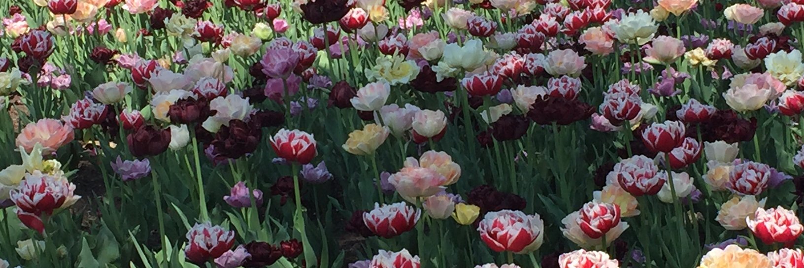 ursula gobel banner