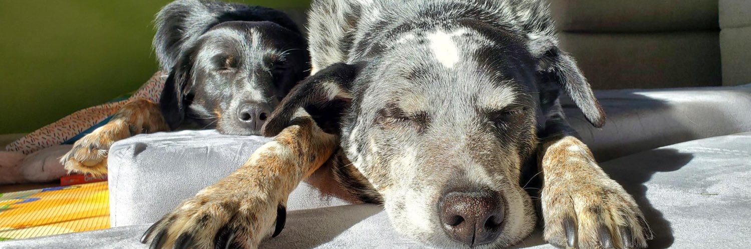 Chris Prentice banner