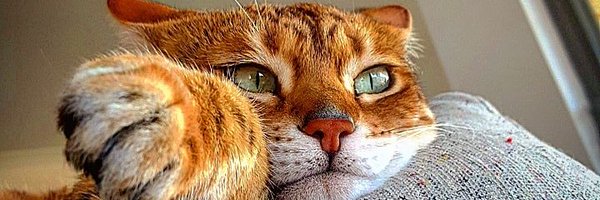 dhani Profile Banner