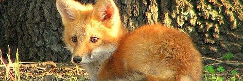 Citrusfox's profile banner image