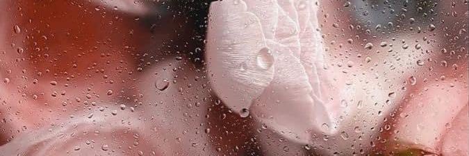 ItsAmberBroo_'s profile banner image